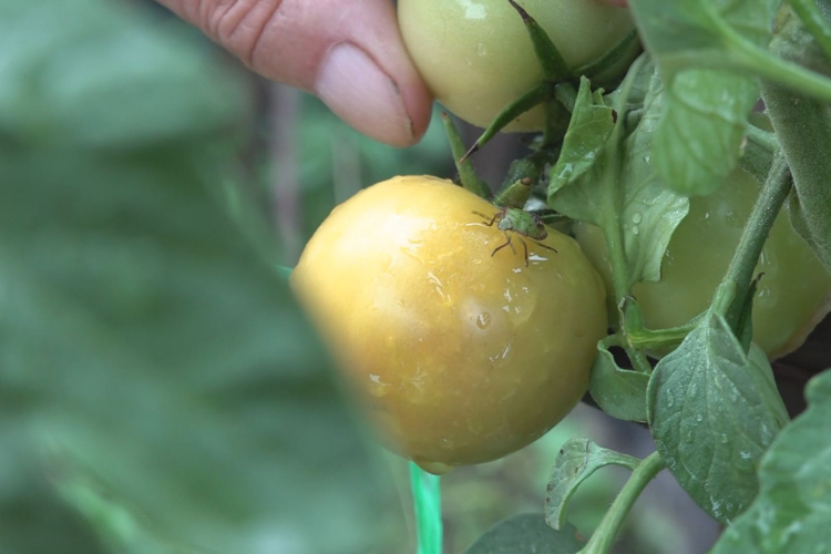 GONDOT OKOZNAK A POLOSKÁK A KERTEKBEN