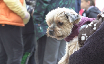 KISÁLLAT BEMUTATÓ A TEMPLOMKERTBEN