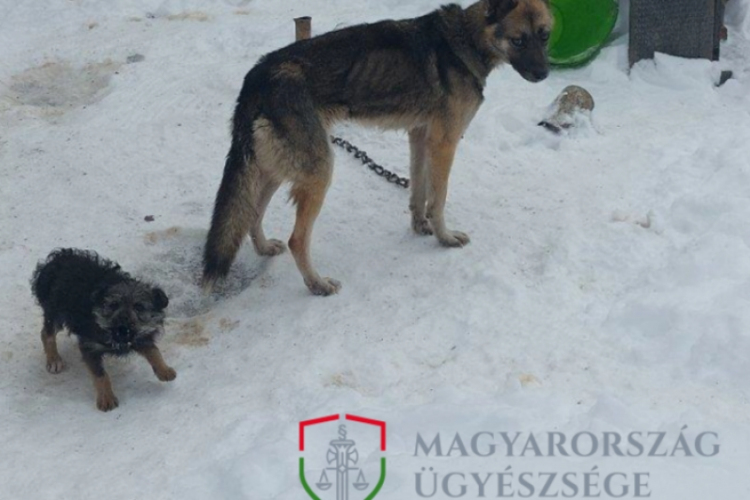 KUTYA HIDEGBEN TARTOTTA A KUTYÁIT