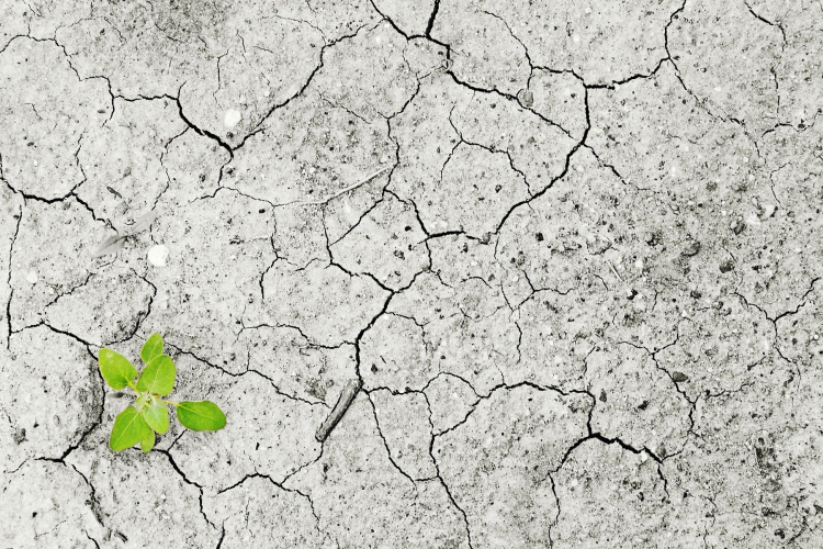 Súlyos éhínség fenyegeti a kelet-afrikai térséget