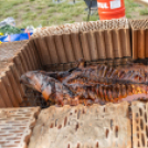 BBQ Fesztivál