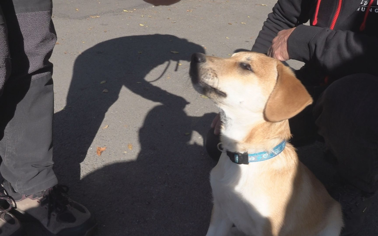 VAK KUTYÁT MENTETTEK JÁSZBERÉNYBEN