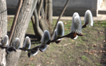 INDUL AZ POLLENSZEZON