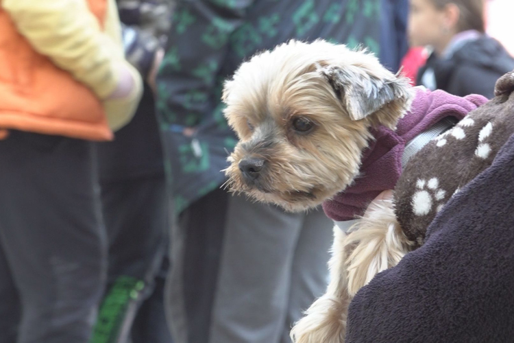 KISÁLLAT BEMUTATÓ A TEMPLOMKERTBEN