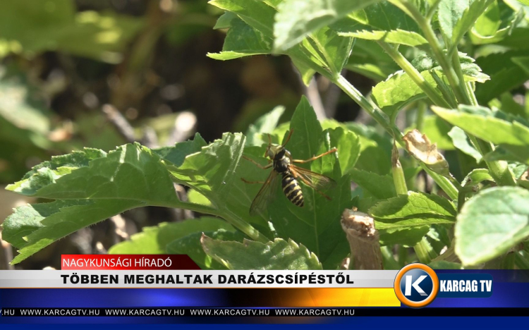 TÖBBEN MEGHALTAK DARÁZSCSÍPÉSTŐL