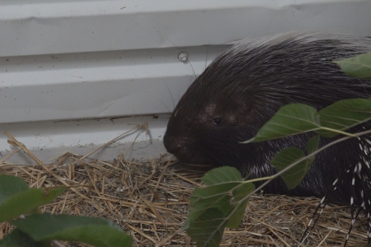 TARAJOS SÜLÖK TŰNTEK EL