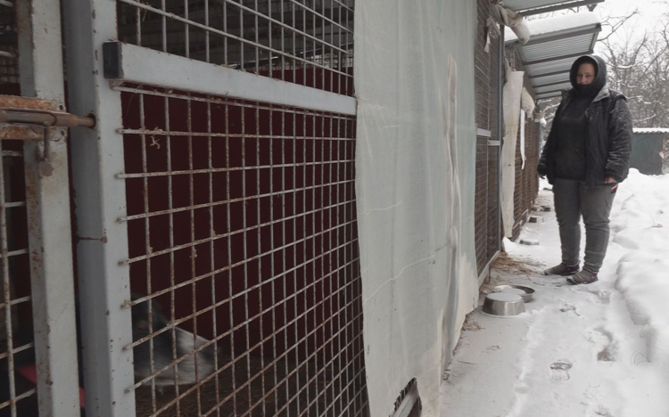 NEHÉZ HELYZETBEN A MENHELY