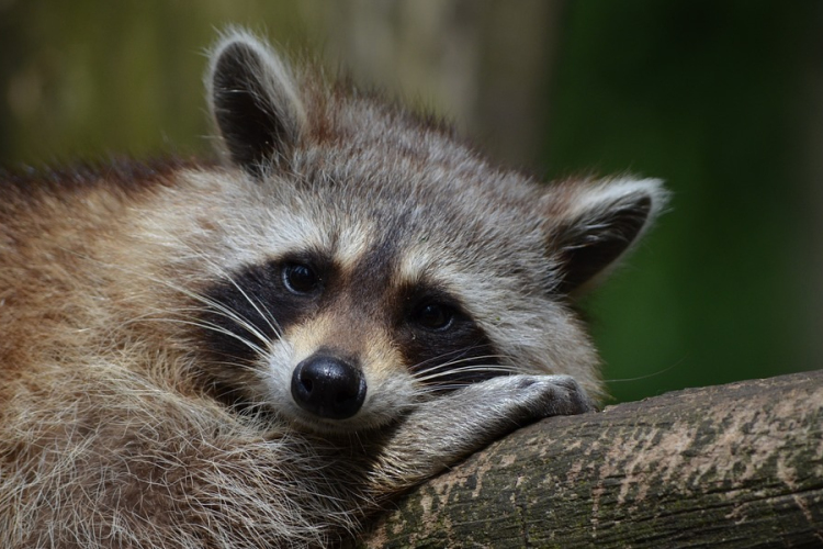 Pénteken rendezik meg az Állatkertek éjszakáját
