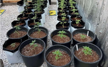 MARIHUANÁT TERMESZTETT-LEBUKOTT