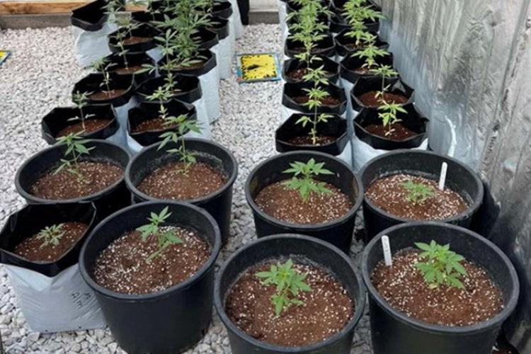 MARIHUANÁT TERMESZTETT-LEBUKOTT