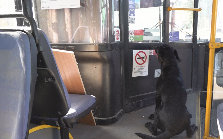 MEG AKARTÁK MÉRGEZNI A MENTŐKUTYÁT