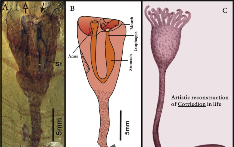Tulipánra hasonlított a félmilliárd éve élt állat