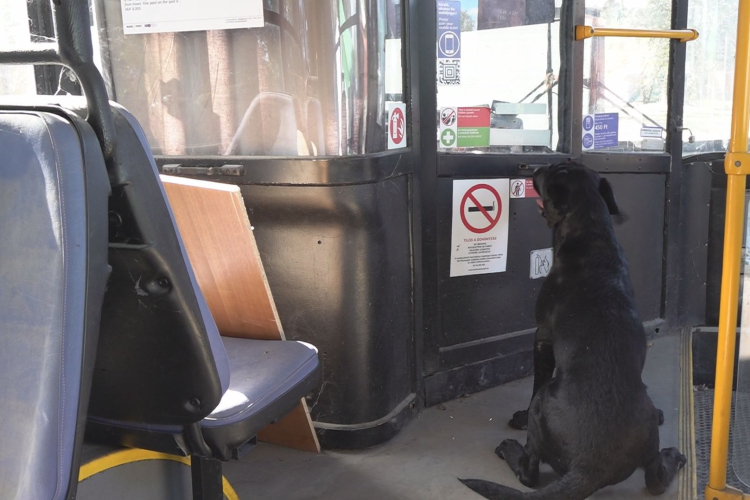 MEG AKARTÁK MÉRGEZNI A MENTŐKUTYÁT