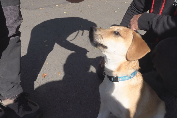 VAK KUTYÁT MENTETTEK JÁSZBERÉNYBEN