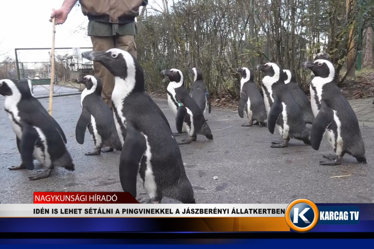 IDÉN IS LEHET SÉTÁLNI A PINGVINEKKEL A JÁSZBERÉNYI ÁLLATKERTBEN