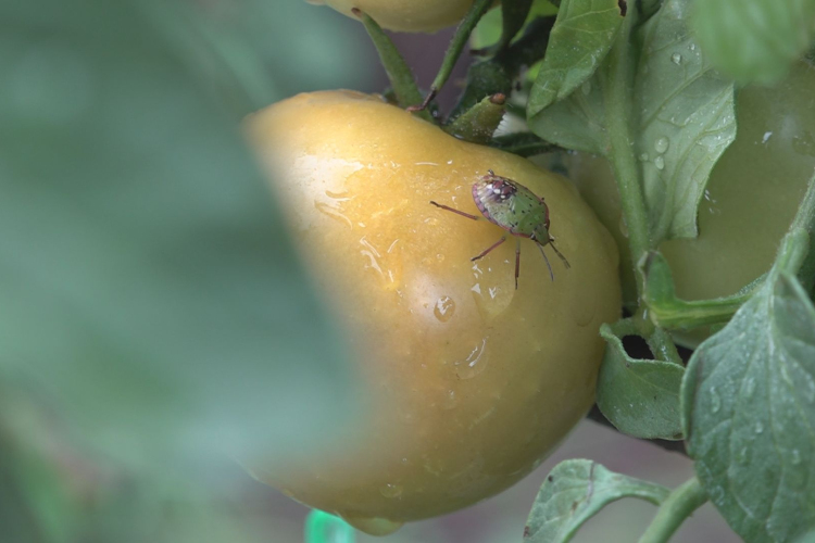 MENEDÉKET KERESNEK A POLOSKÁK