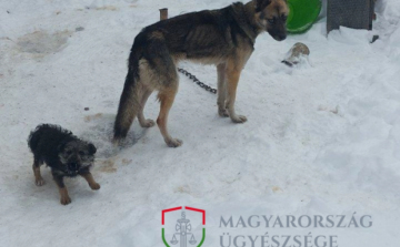 KUTYA HIDEGBEN TARTOTTA A KUTYÁIT