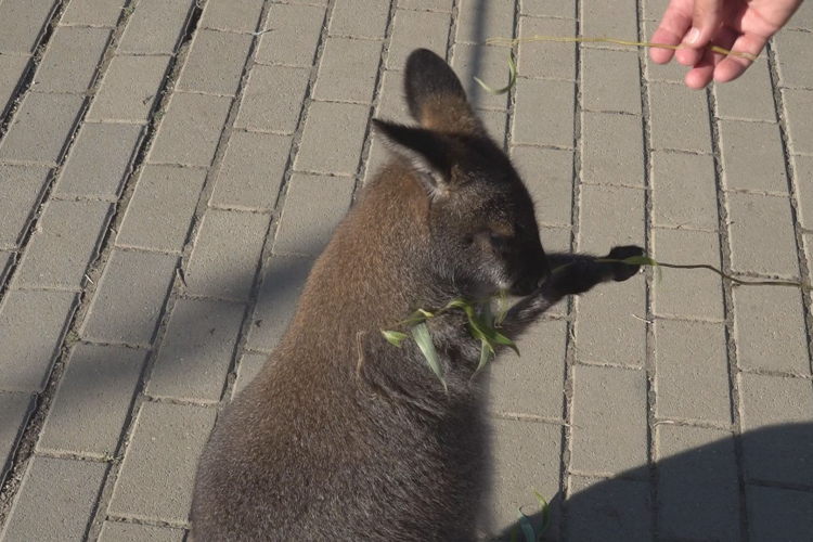 ÚJ LAKÓK A TISZADERZSI KENGURUPARKBAN