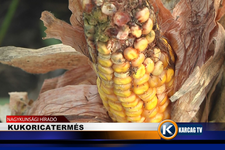 KUKORICATERMÉS 