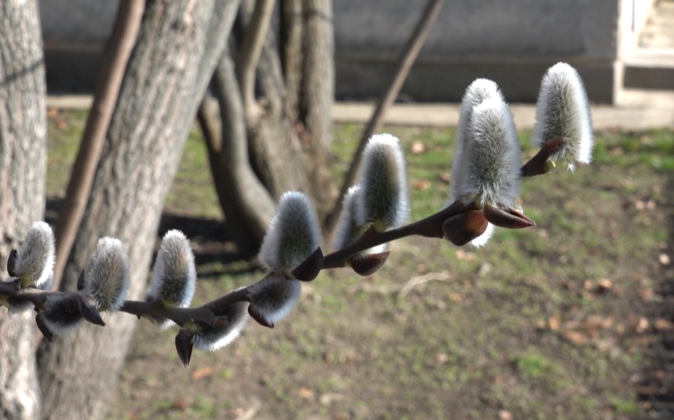 INDUL AZ POLLENSZEZON