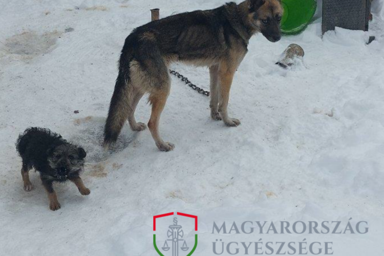 Kutya hidegben tartotta a kutyáit