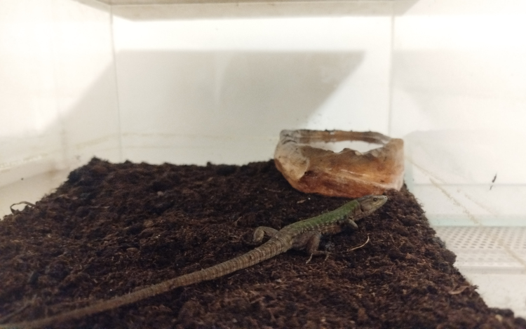 POTYAUTAST TALÁLTAK A SPENÓTBAN