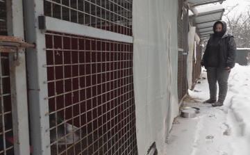 NEHÉZ HELYZETBEN A MENHELY