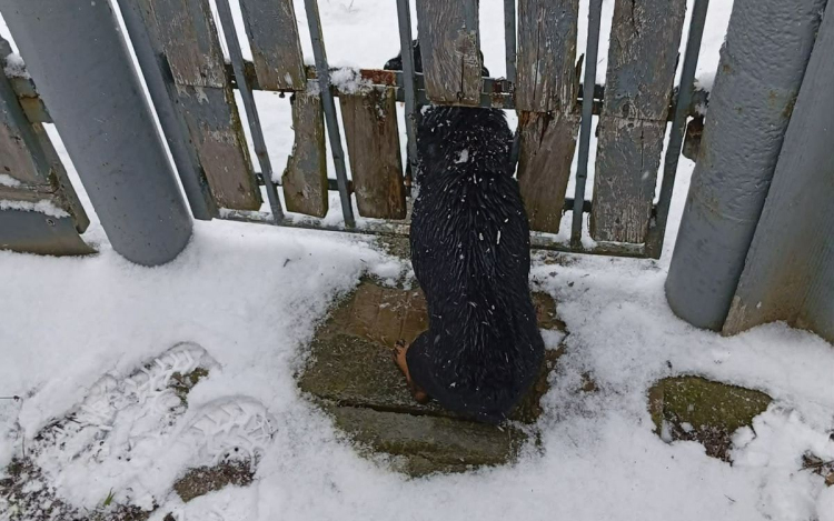 BAJBA KERÜLT KUTYÁT MENTETTEK ZAGYVARÉKASON