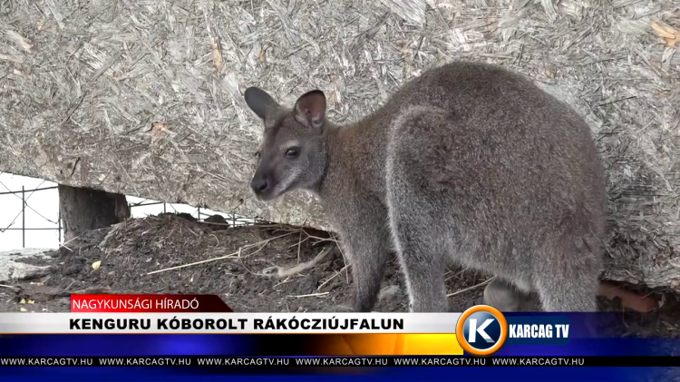 KENGURU KÓBOROLT RÁKÓCZIÚJFALUN