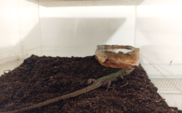 POTYAUTAST TALÁLTAK A SPENÓTBAN