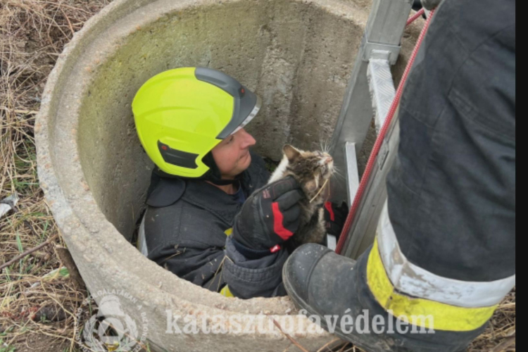  Kútból mentettek kismacskát Tiszaszentimrén