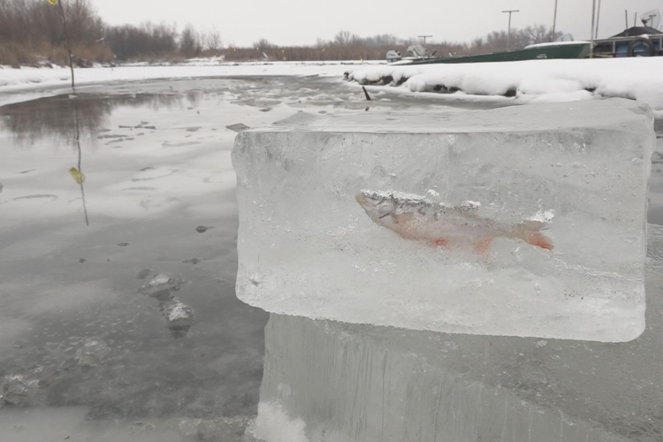 JÉGBE FAGYOTT A HAL TISZADERZSEN