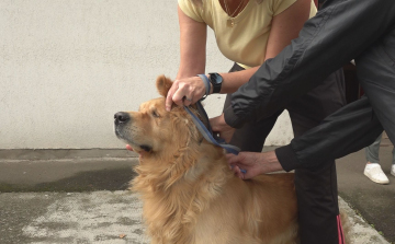 FONTOS A VESZETTSÉG ELLENI EBOLTÁS