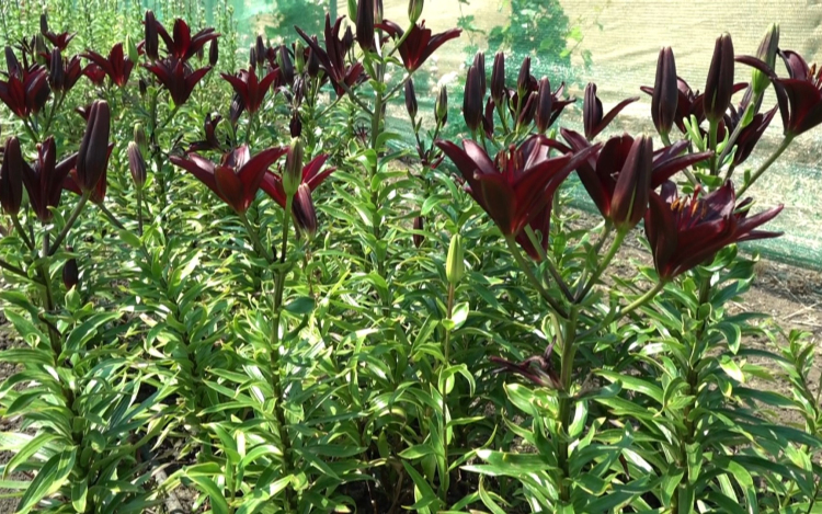 KÉSZÜLNEK A JÖVŐ ÉVI TULIPÁNSZEZONRA
