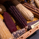 Magyarország Legszebb Konyhakertjei országos díjátadó