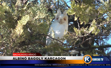 ALBÍNÓ BAGOLY KARCAGON