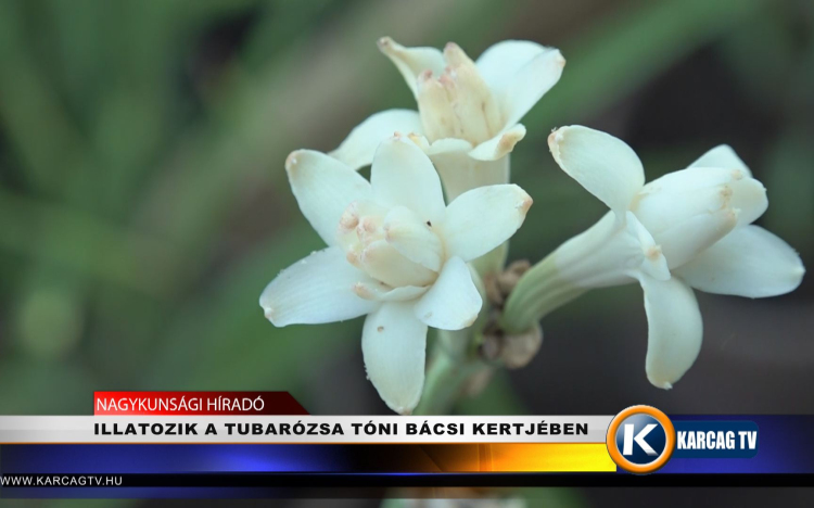 ILLATOZIK A TUBARÓZSA TÓNI BÁCSI KERTJÉBEN