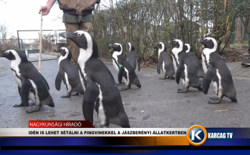 IDÉN IS LEHET SÉTÁLNI A PINGVINEKKEL A JÁSZBERÉNYI ÁLLATKERTBEN