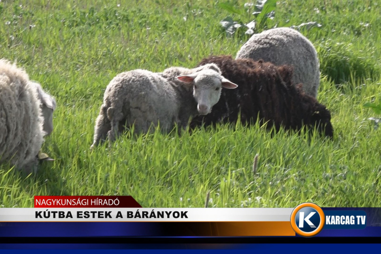 KÚTBA ESTEK A BÁRÁNYOK