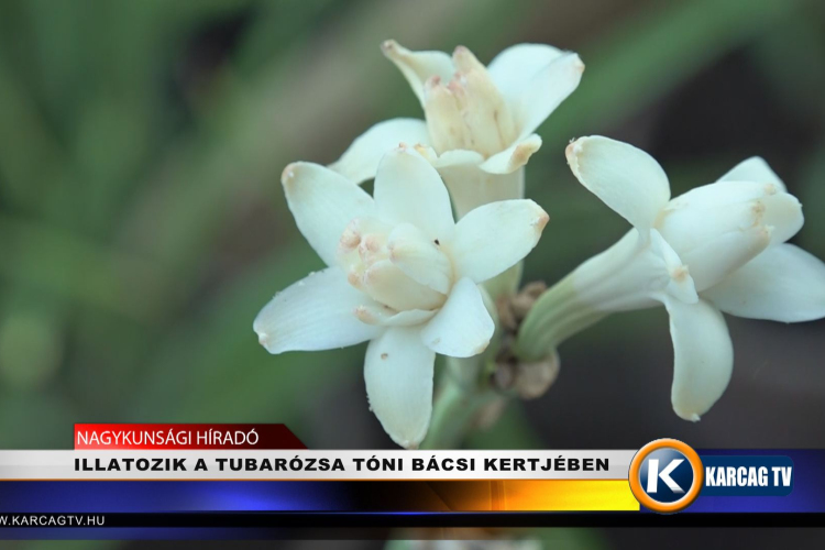 ILLATOZIK A TUBARÓZSA TÓNI BÁCSI KERTJÉBEN
