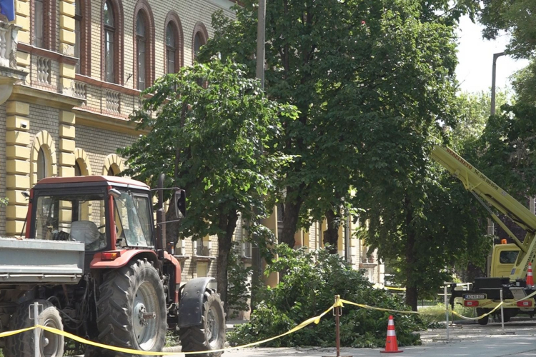GALLYAZZÁK A BALESETVESZÉLYES FÁKAT