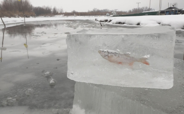 JÉGBE FAGYOTT A HAL TISZADERZSEN