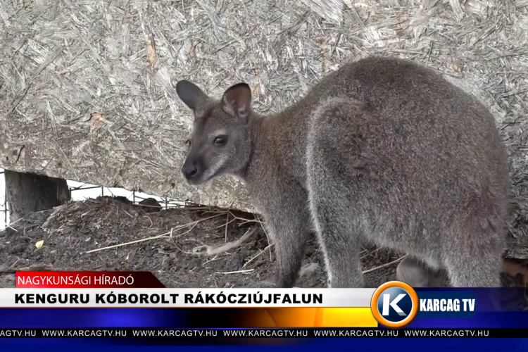KENGURU KÓBOROLT RÁKÓCZIÚJFALUN