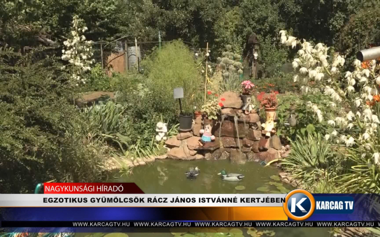 EGZOTIKUS GYÜMÖLCSÖK RÁCZ JÁNOS ISTVÁNNÉ KERTJÉBEN