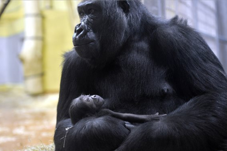 Újabb lakóval bővült a Fővárosi Állatkert