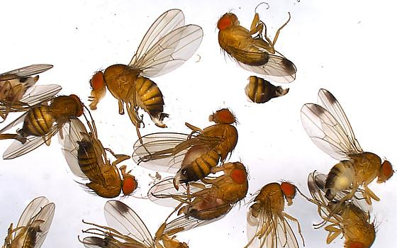 Új kártevő jelent meg Magyarországon: a foltosszárnyú muslica