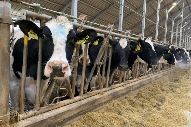 Nébih: enyhített a korlátozáson kívüli területeken a ragadós száj- és körömfájás miatt hozott intézkedéseken az állategészség�