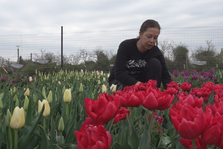 NÉPSZERŰ A KARCAGI TULIPÁNOS KERT