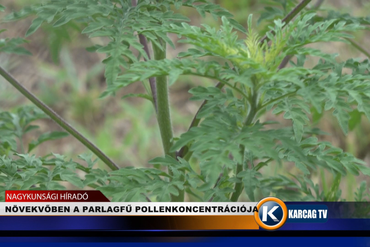 NÖVEKVŐBEN A PARLAGFŰ POLLENKONCENTRÁCIÓJA