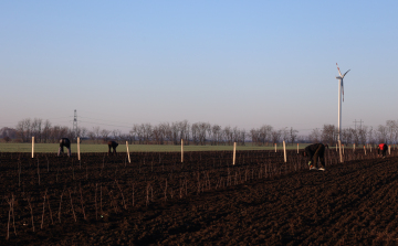 Sajtóközlemény - Mezővédő erdősáv telepítése Törökszentmiklós határában